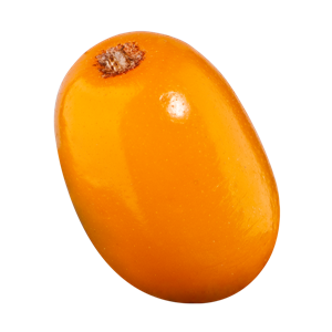 Sea buckthorn PNG-24859